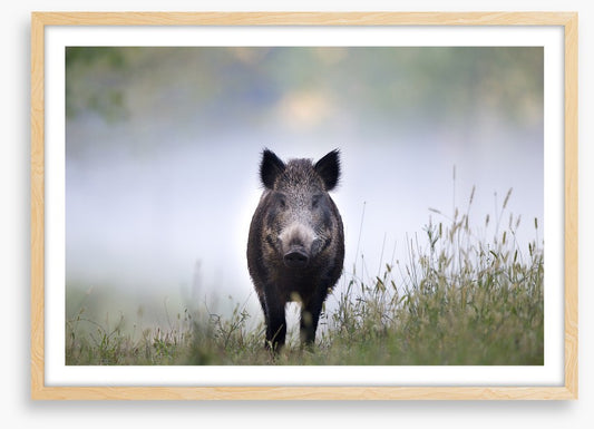 Don't be a boar