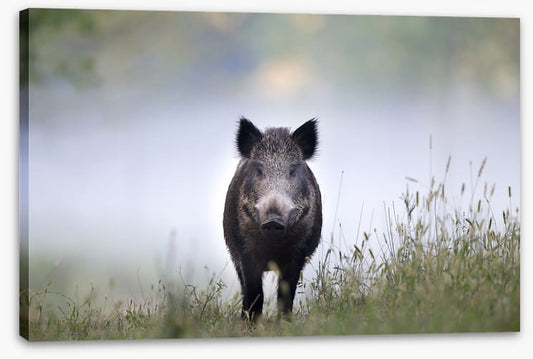 Don't be a boar