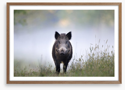 Don't be a boar