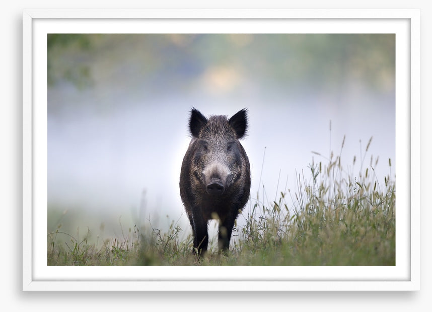 Don't be a boar