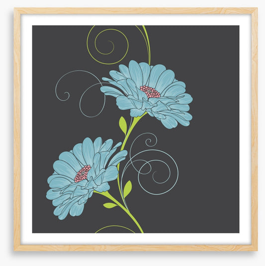 Chamomile curls II