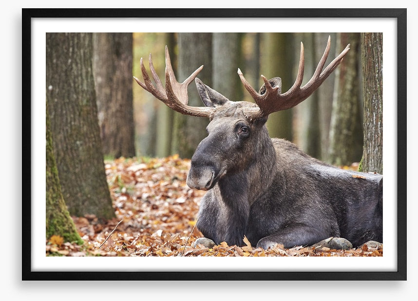 Mammals