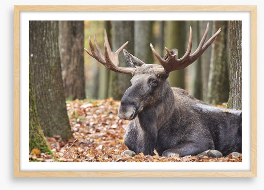 Mammals