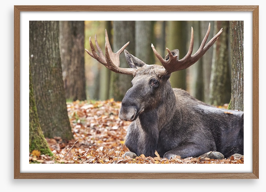 Mammals
