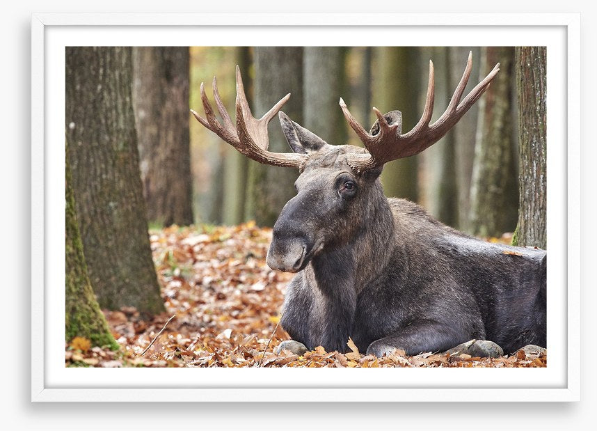 Mammals