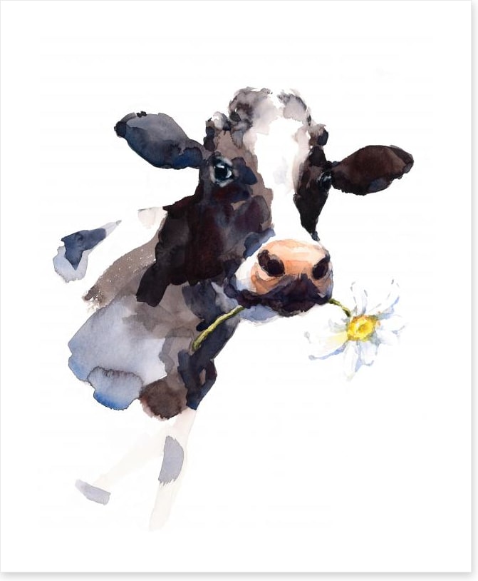 Daisy the cow