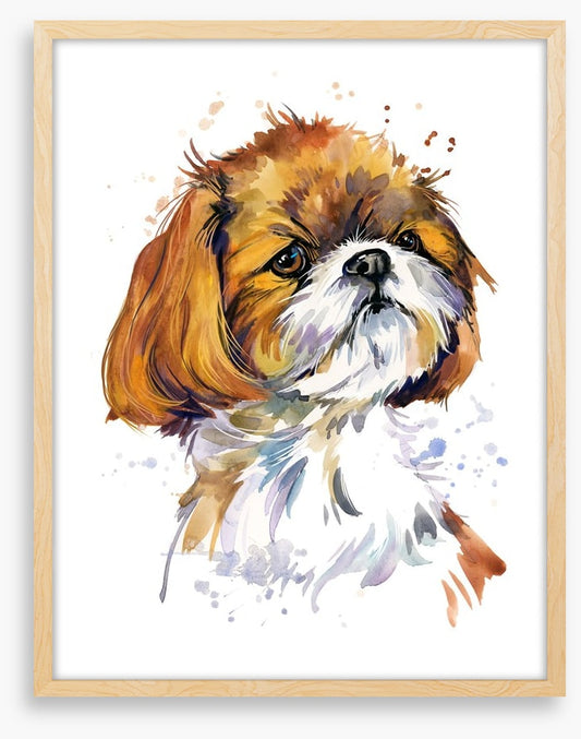 Shih tzu pup