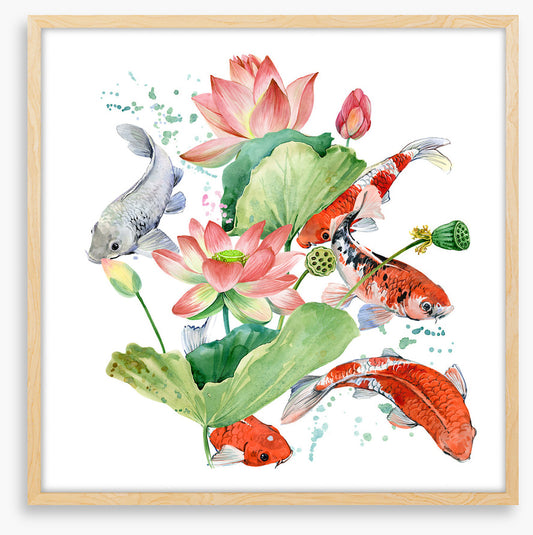 Pink lotus koi 1