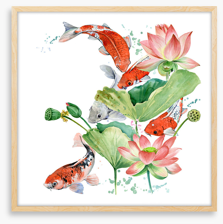 Pink lotus koi 2