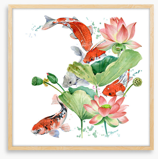 Pink lotus koi 2