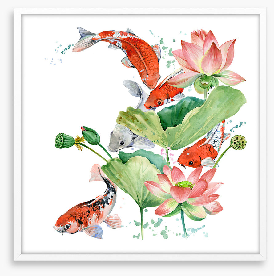 Pink lotus koi 2