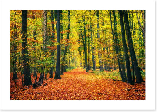 Path through autumn