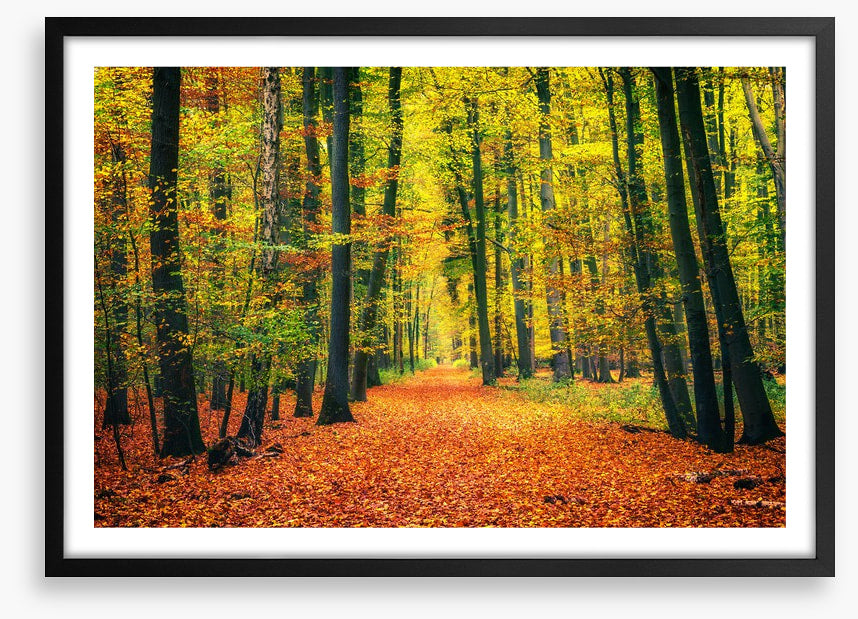Path through autumn
