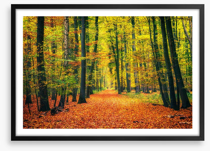 Path through autumn
