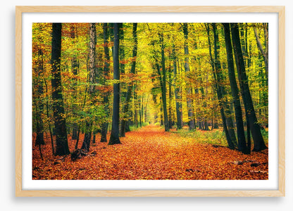 Path through autumn