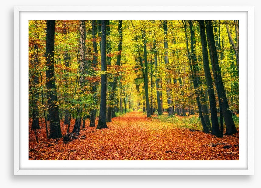Path through autumn