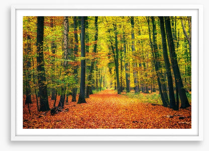 Path through autumn
