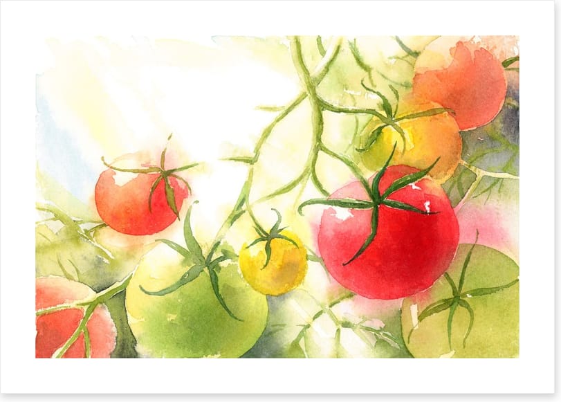 Vine ripened