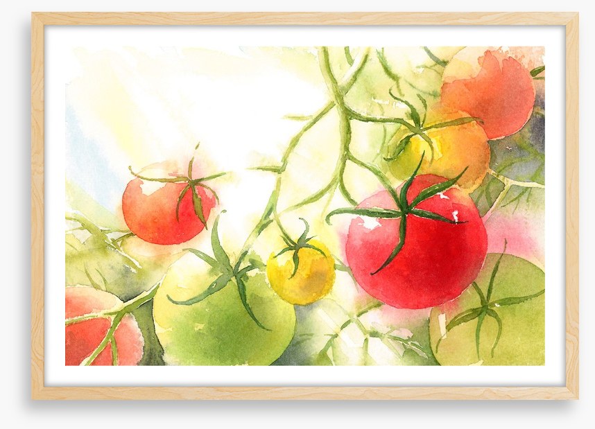Vine ripened