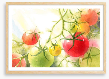 Vine ripened