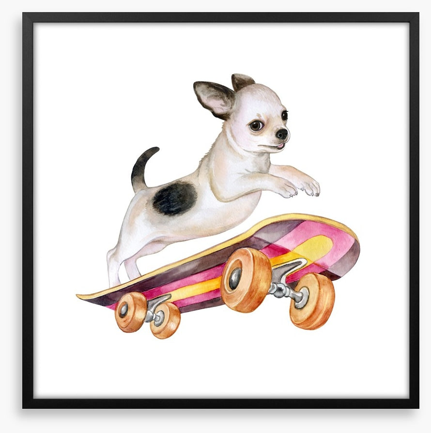 Skateboard chihuahua