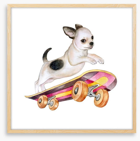 Skateboard chihuahua