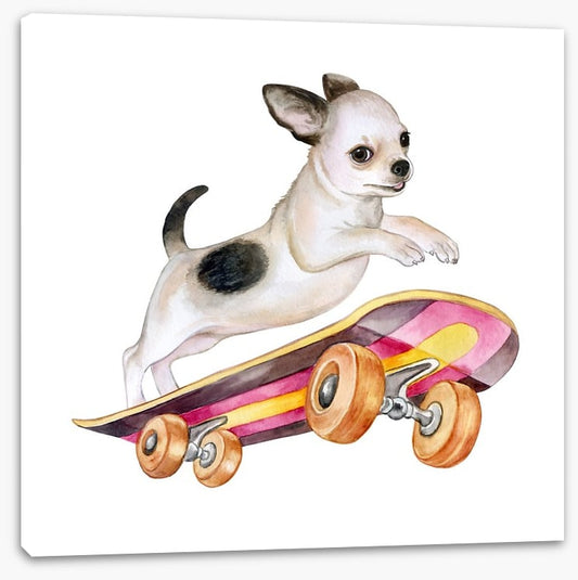 Skateboard chihuahua