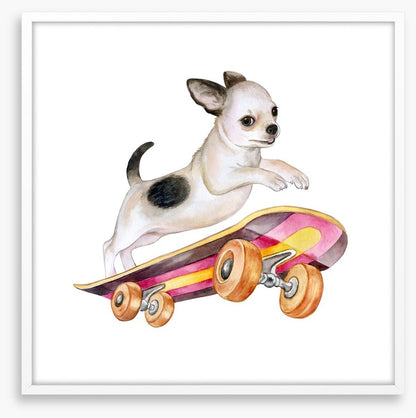 Skateboard chihuahua