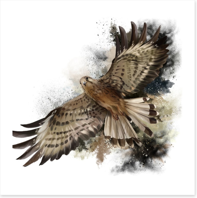 Flight of the falcon