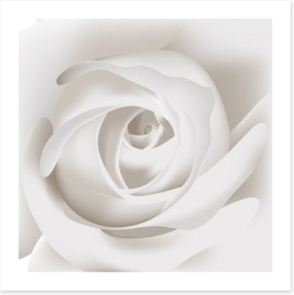 White rose whisper