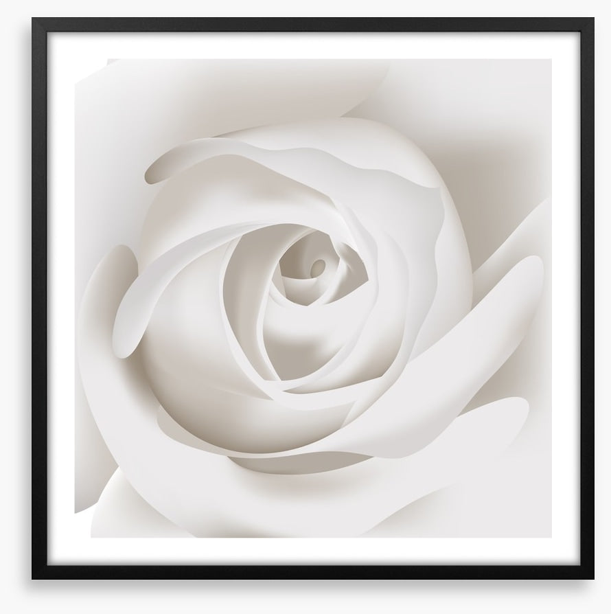 White rose whisper