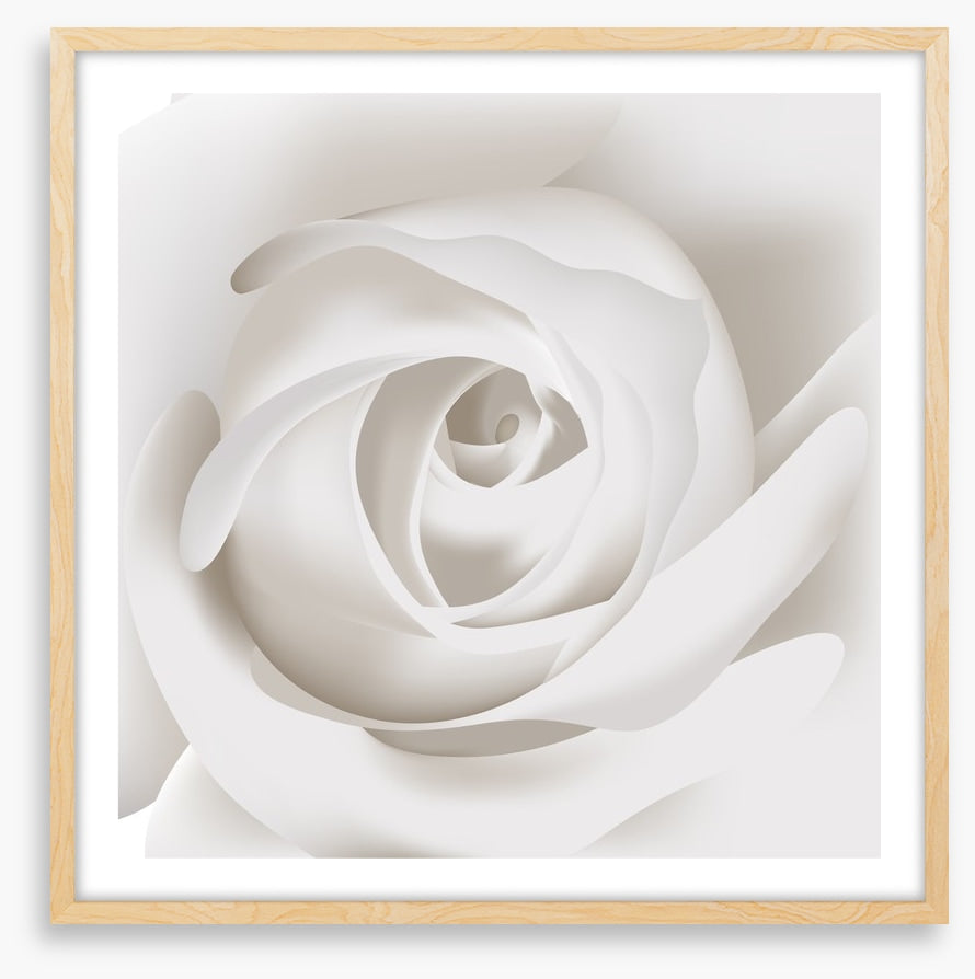 White rose whisper