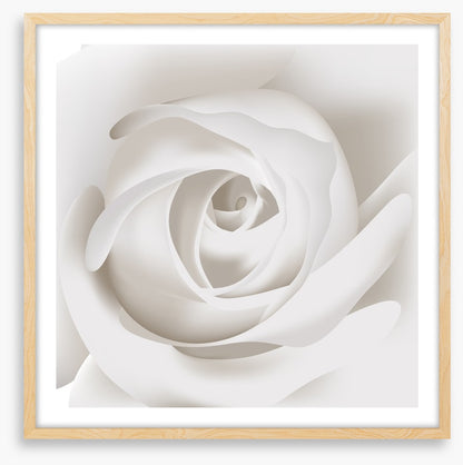 White rose whisper
