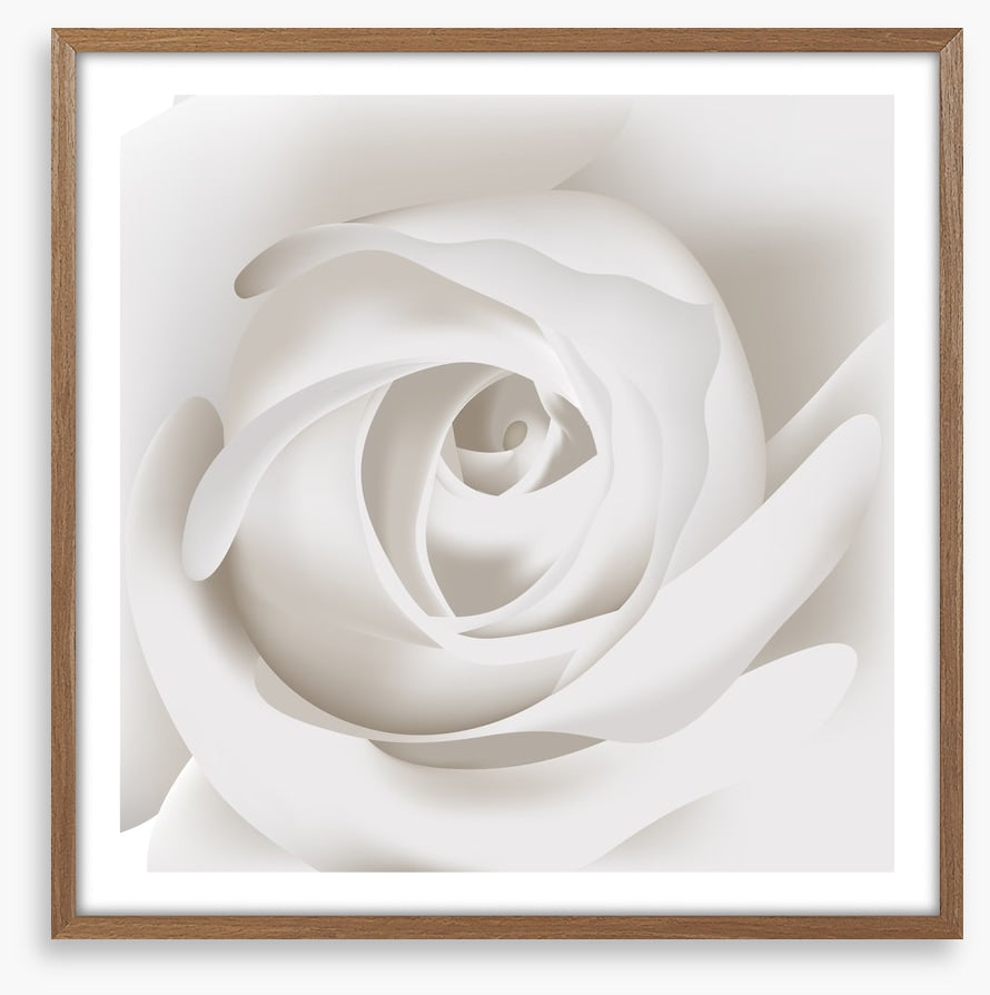 White rose whisper
