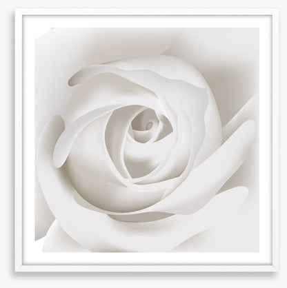 White rose whisper