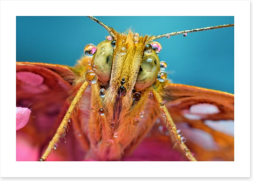 Insects