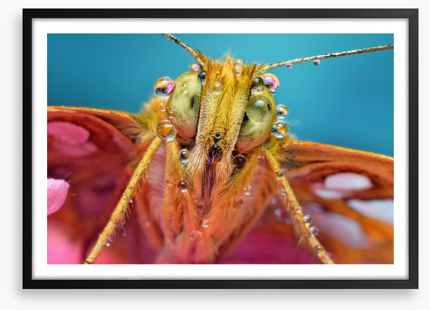 Insects