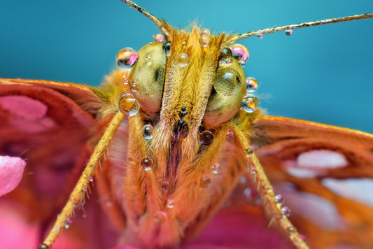 Insects