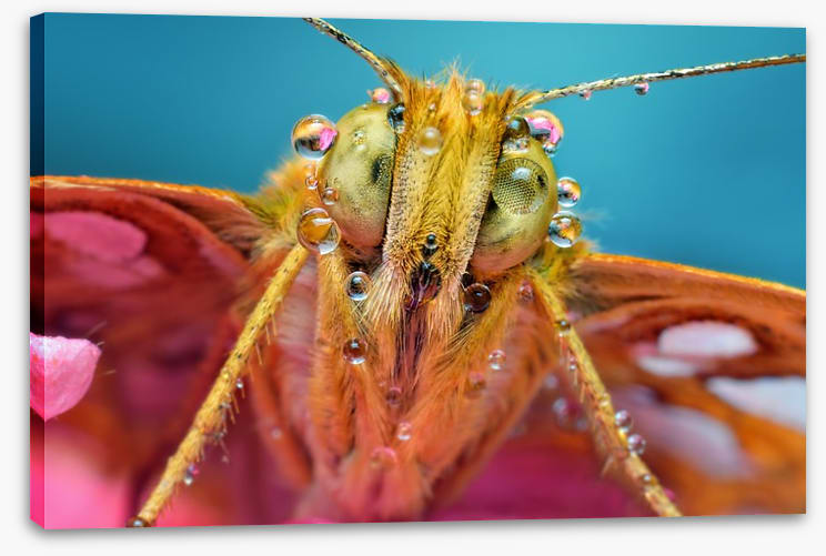 Insects