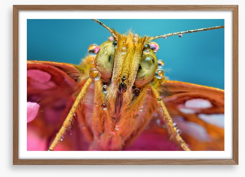 Insects