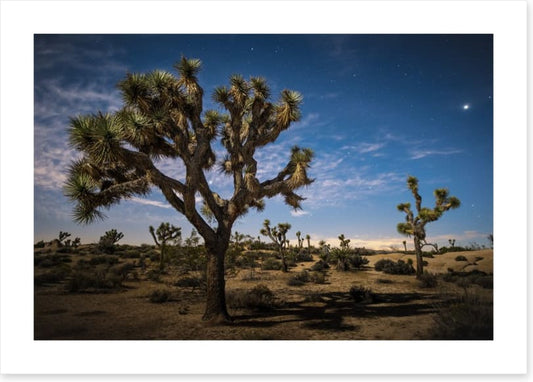 Joshua tree twilight