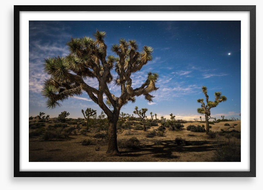 Joshua tree twilight
