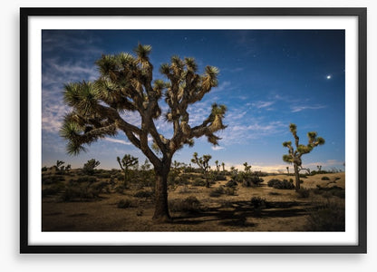 Joshua tree twilight