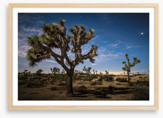 Joshua tree twilight
