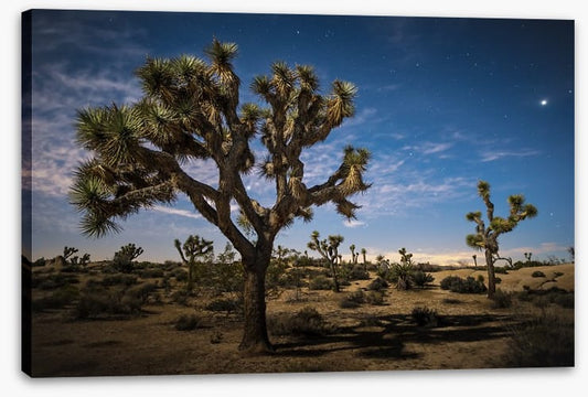 Joshua tree twilight