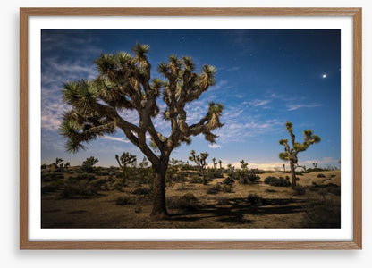 Joshua tree twilight