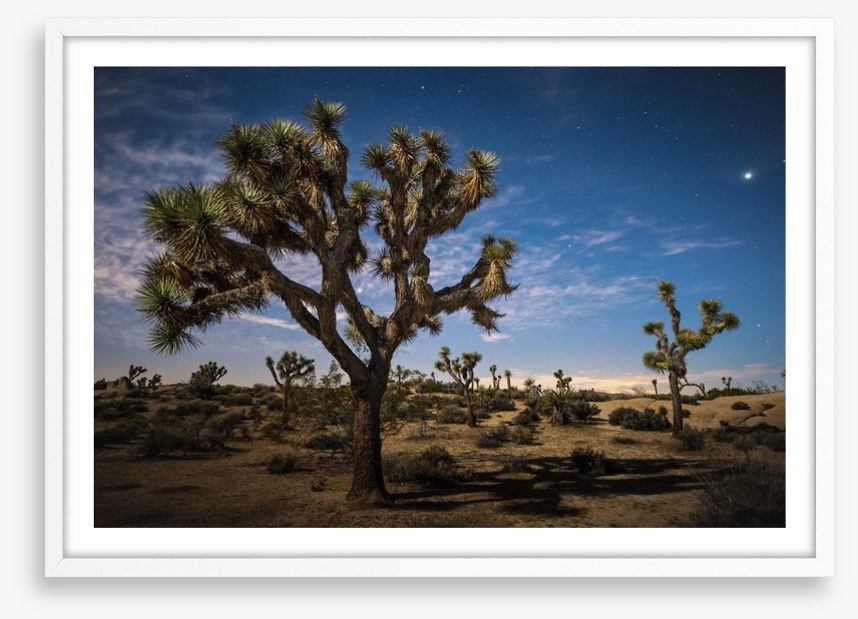 Joshua tree twilight