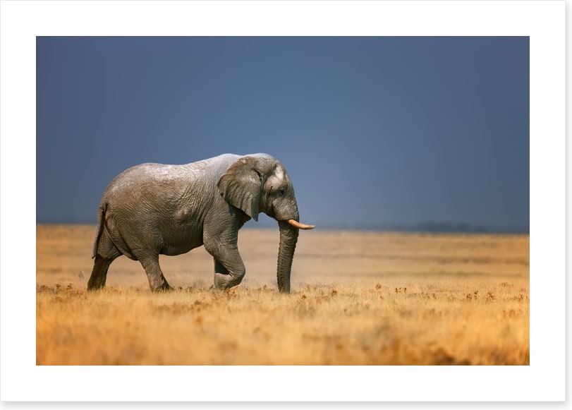 Elephant on the plain
