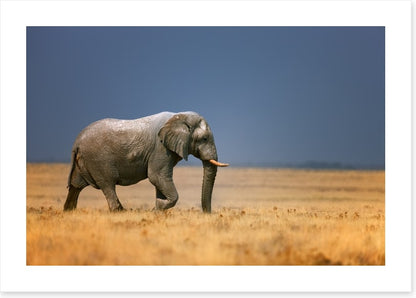 Elephant on the plain