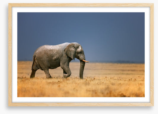 Elephant on the plain